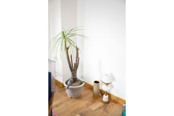 Tall potted plant with long green leaves in a gray ceramic pot in a bright corner of a room, next to a lamp and decorative objects on the floor.